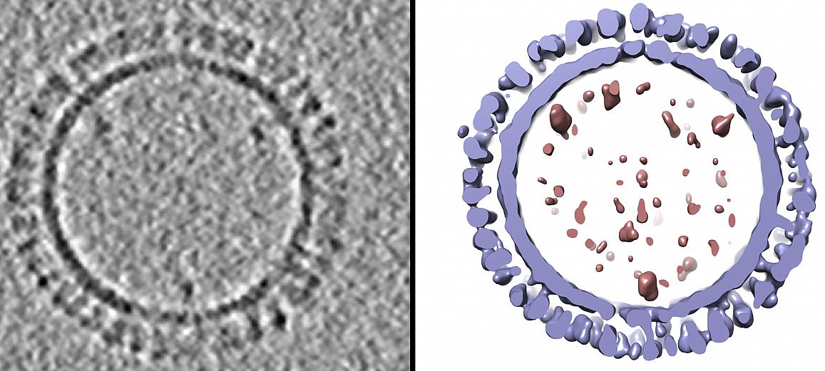 IRP Scientists Create 3D Structure Of 1918 Influenza Virus-like ...